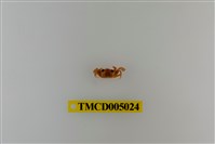 藏品(斯氏沙蟹)的圖片